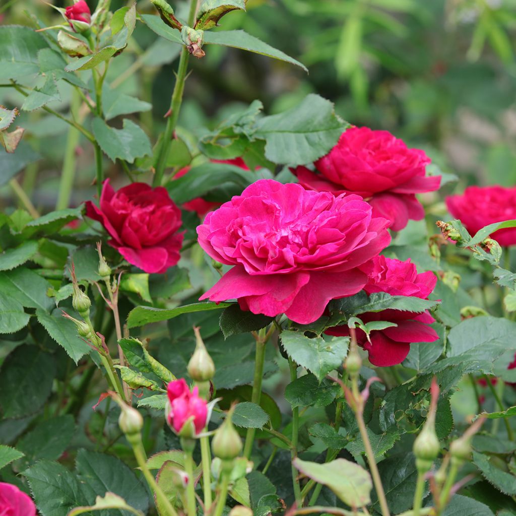 Rosier David Austin Darcey Bussel