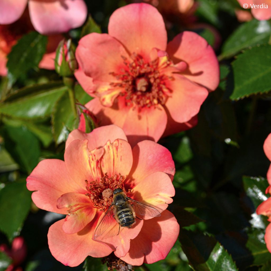 Rosier Decorosier Baia