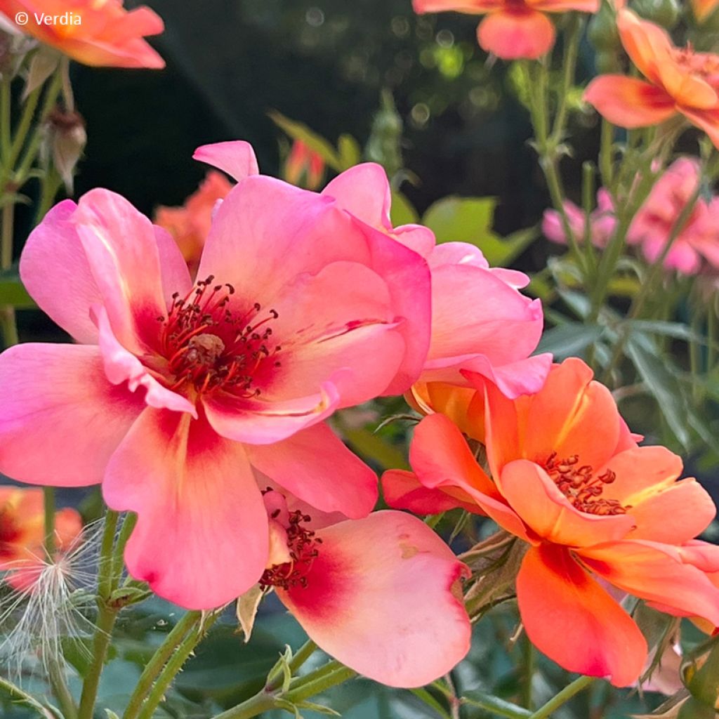 Rosier Decorosier Baia