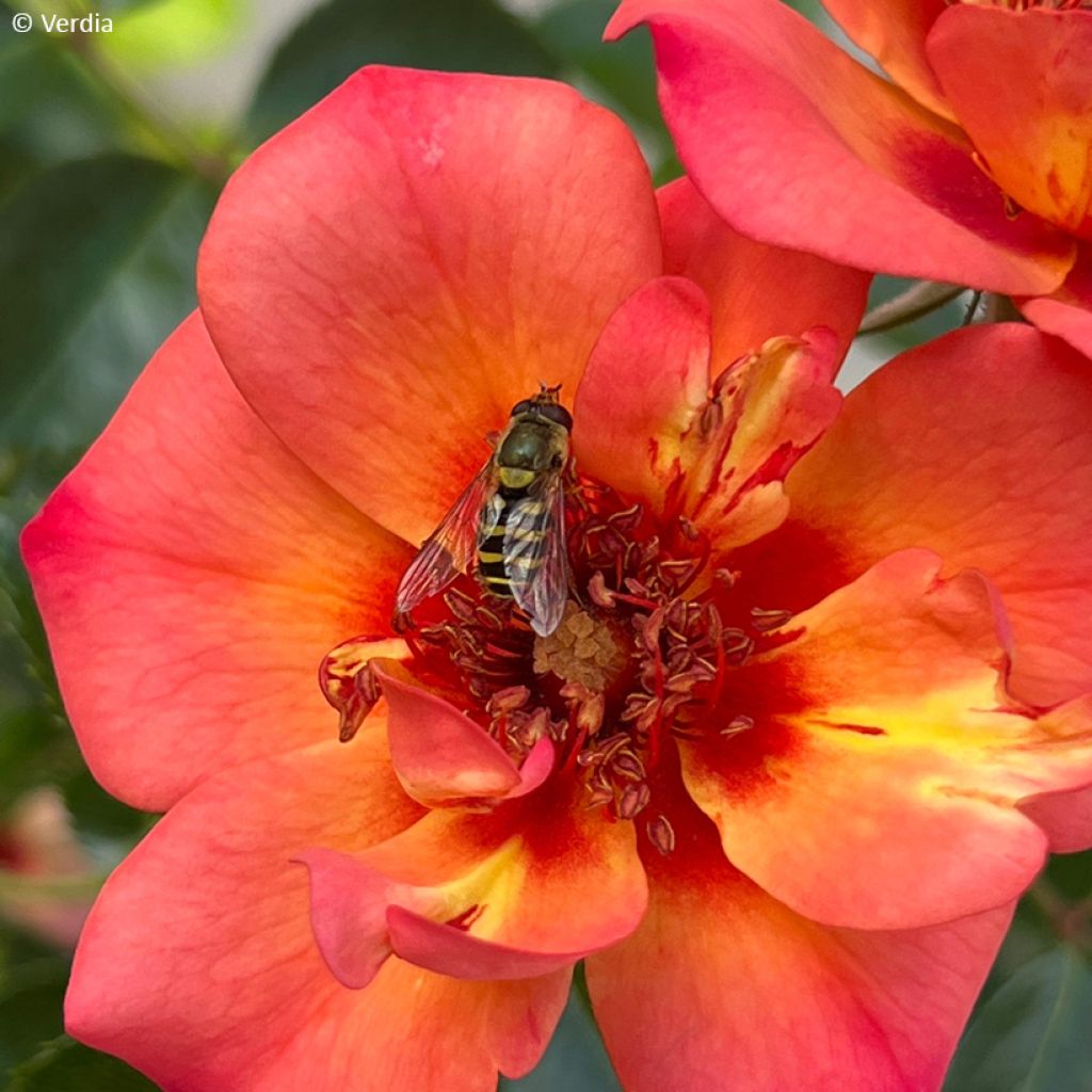 Rosier Decorosier Baia