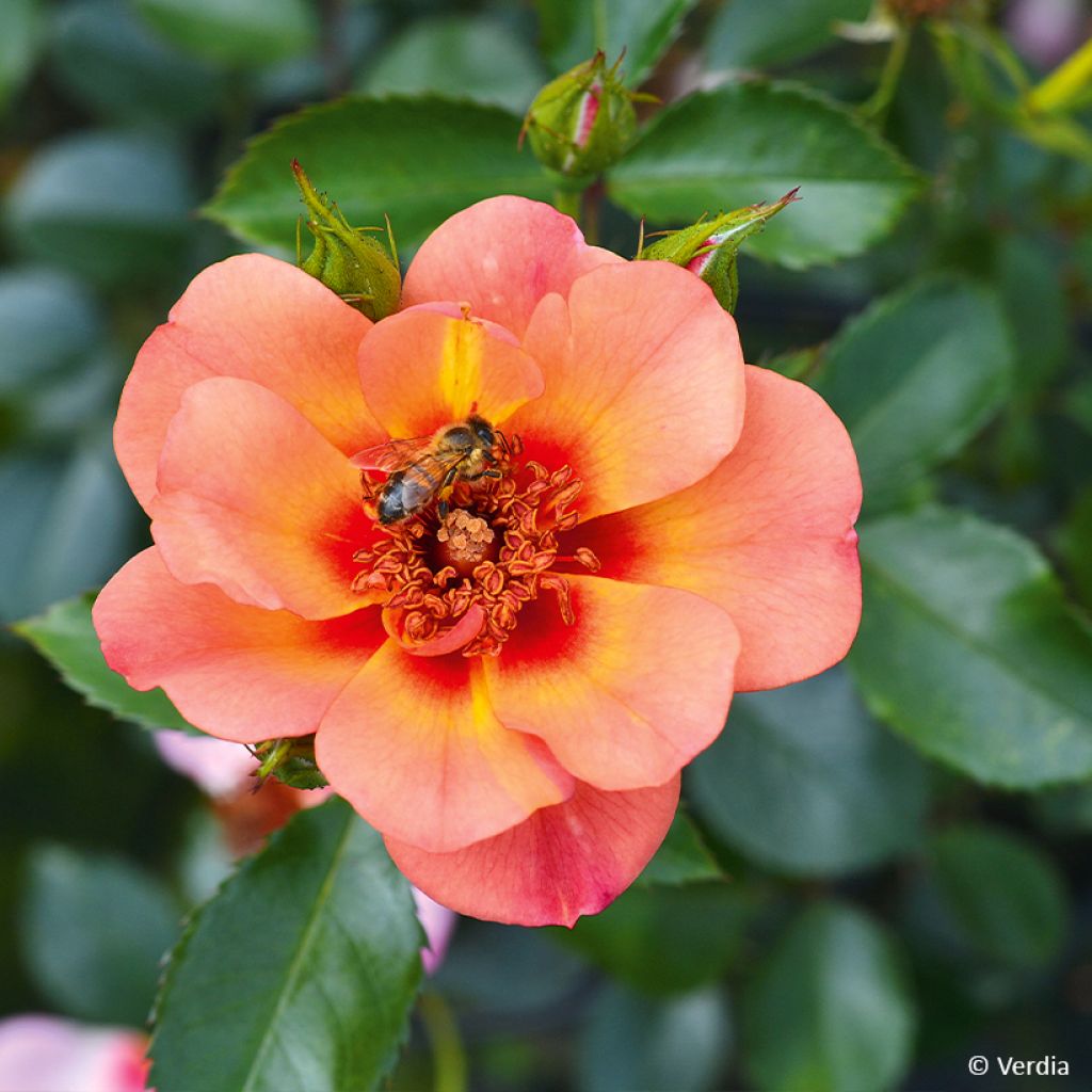 Rosier Decorosier Baia