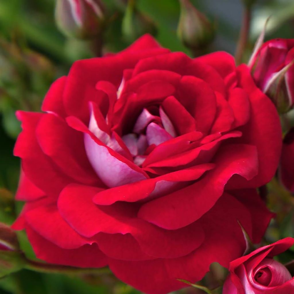 Rosier Lilliputs Corazon