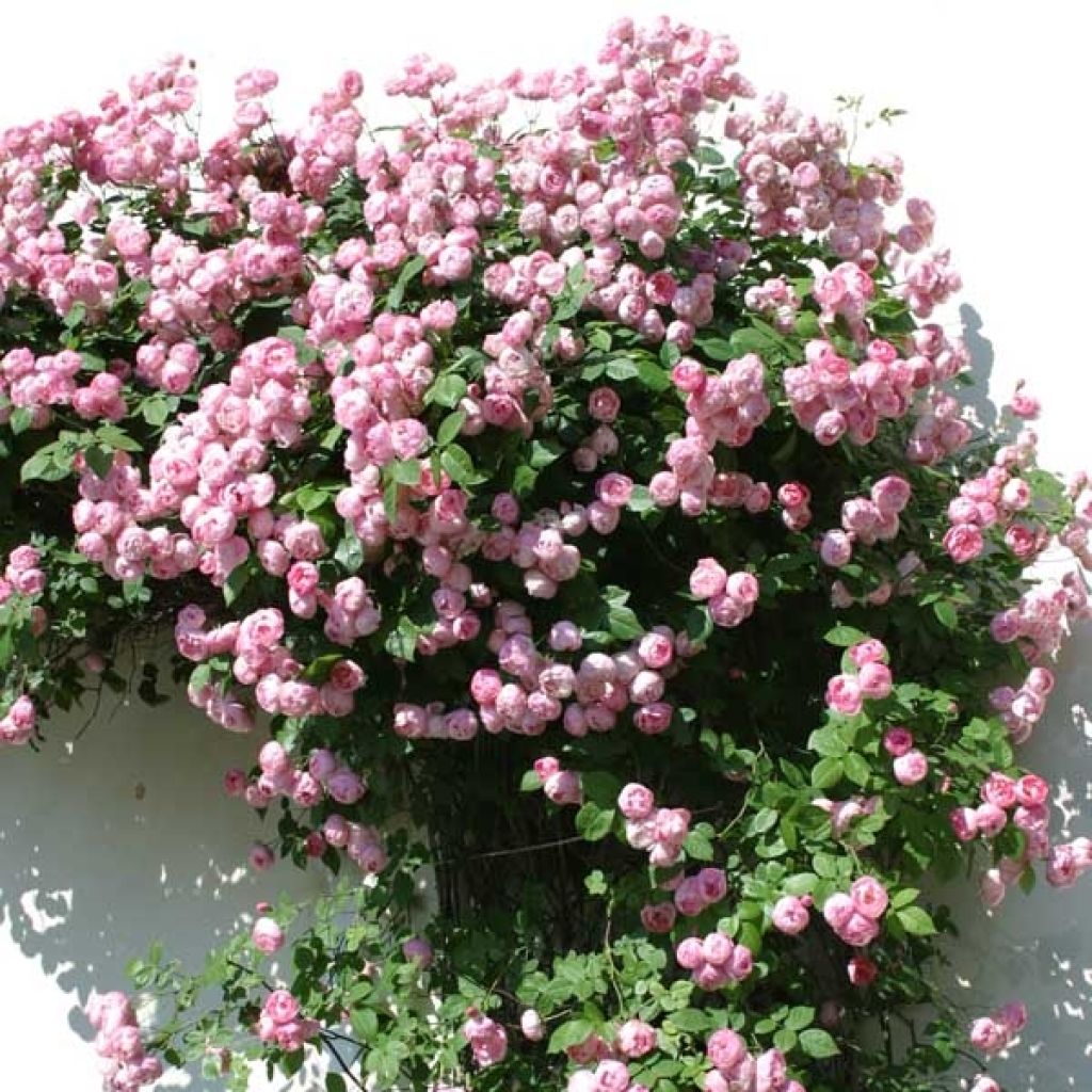 Rosier grimpant Pink Cloud