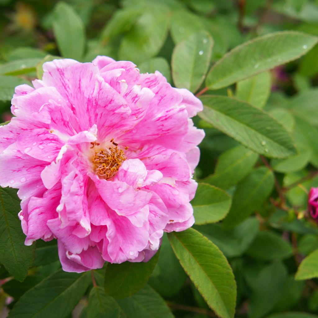 Rosier Rugosa Thérèse Bugnet 