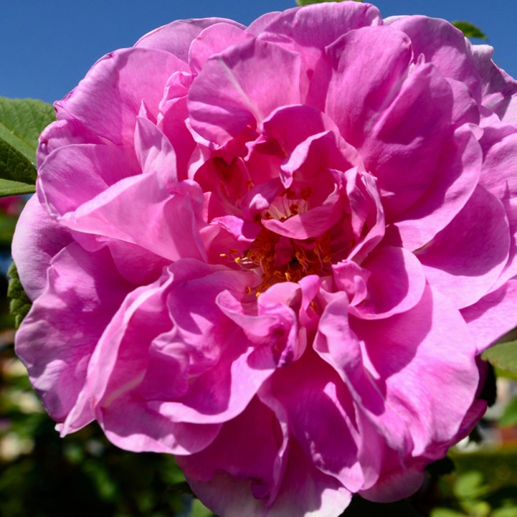 Rosier Rugosa Thérèse Bugnet 