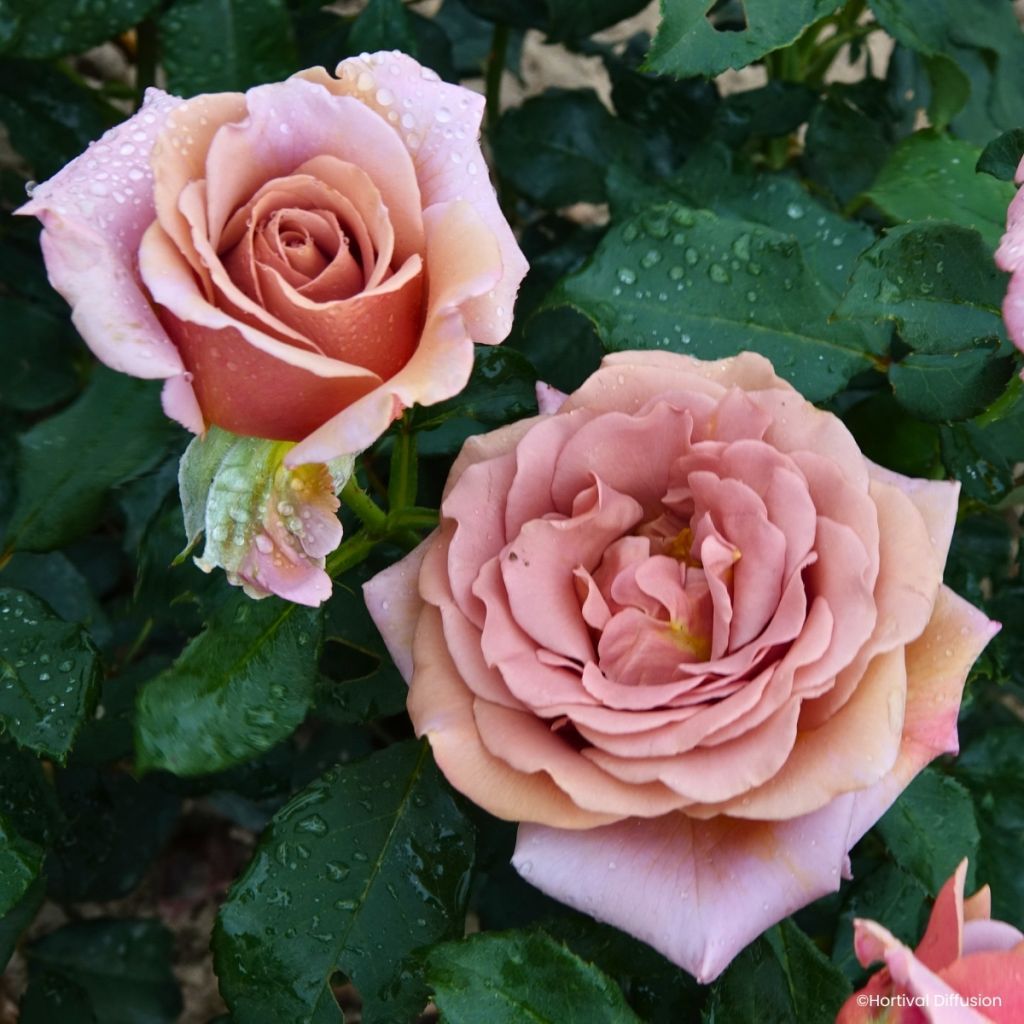 Rosier à fleurs groupées Koko Loko