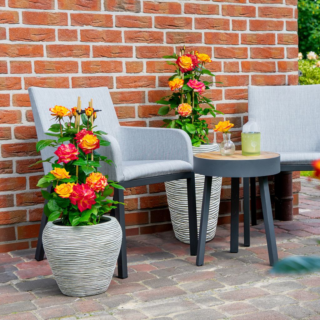 Rosier à fleurs groupées Planter's Punch