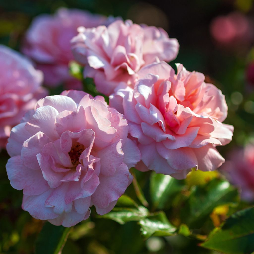 Rosier à fleurs groupées Botticelli