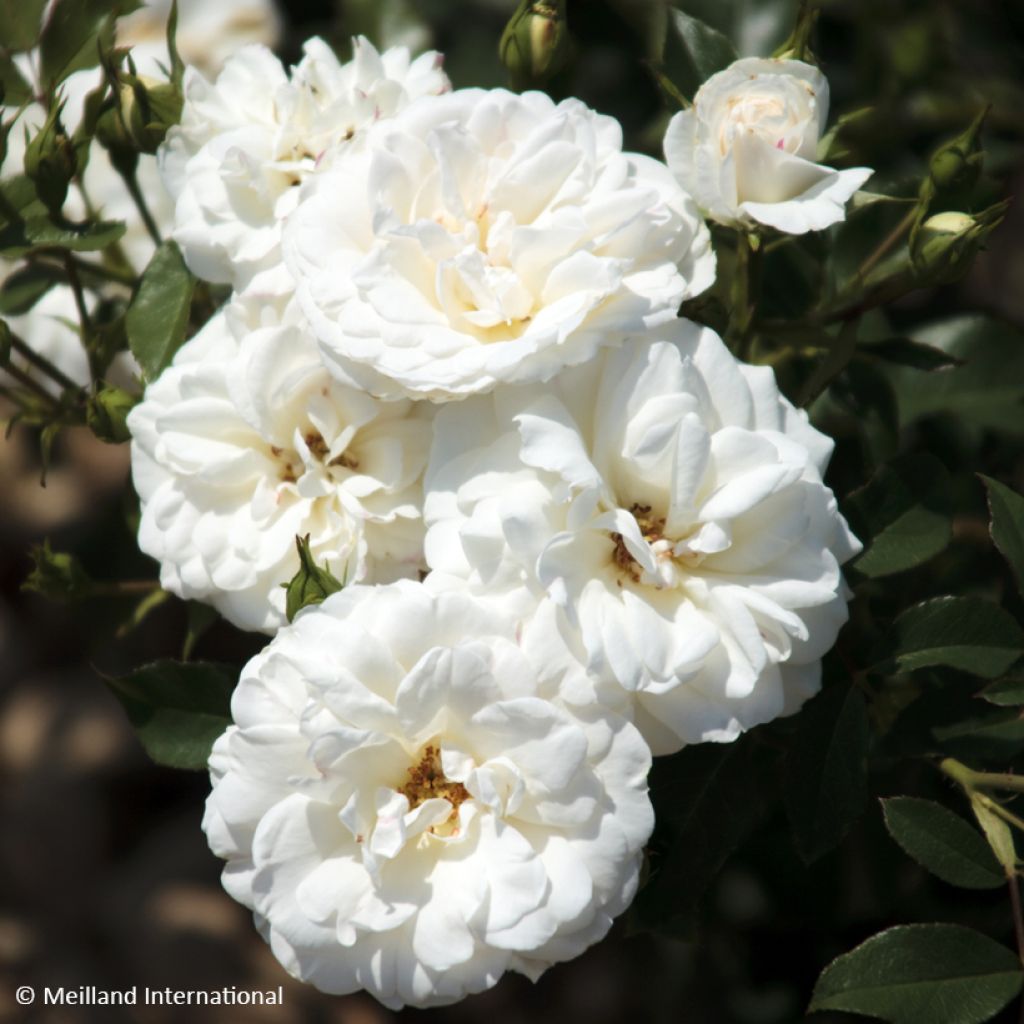 Rosier à fleurs groupées Carte Blanche
