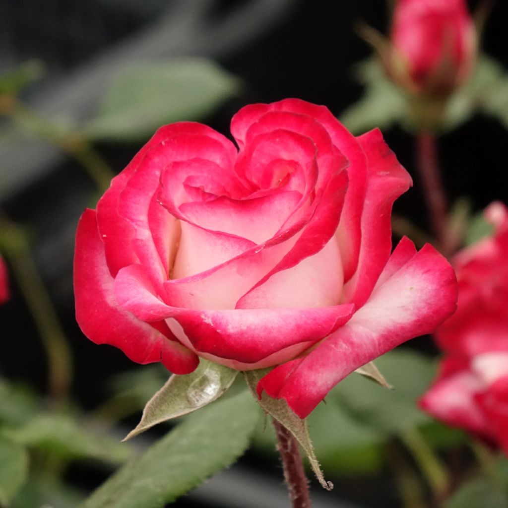 Rosier à fleurs groupées Laminuette
