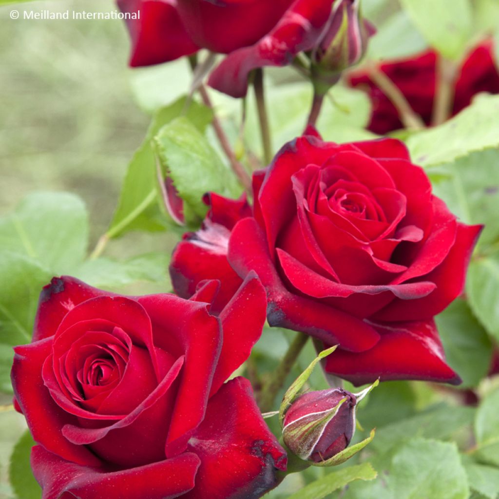 Rosier à fleurs groupées Niccolò Paganini