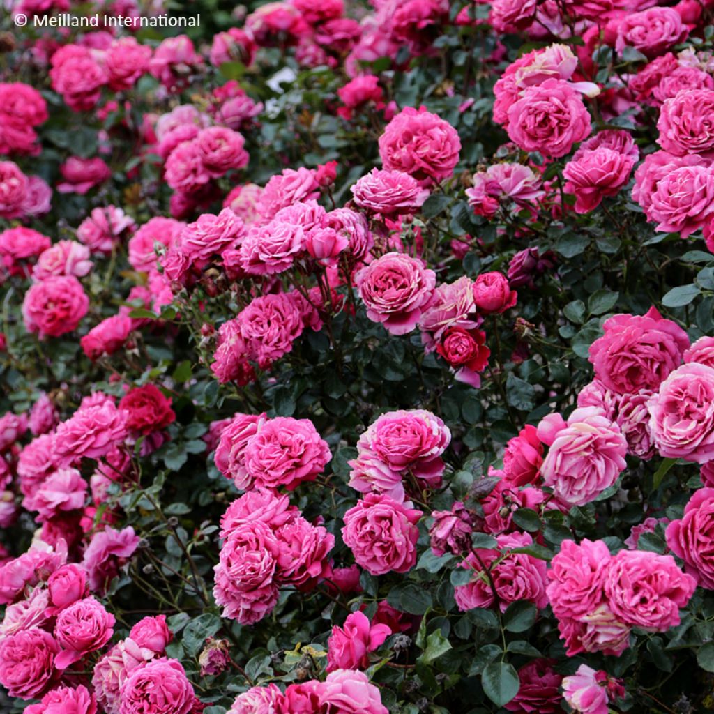 Rosier à grandes fleurs Alexandre Astier