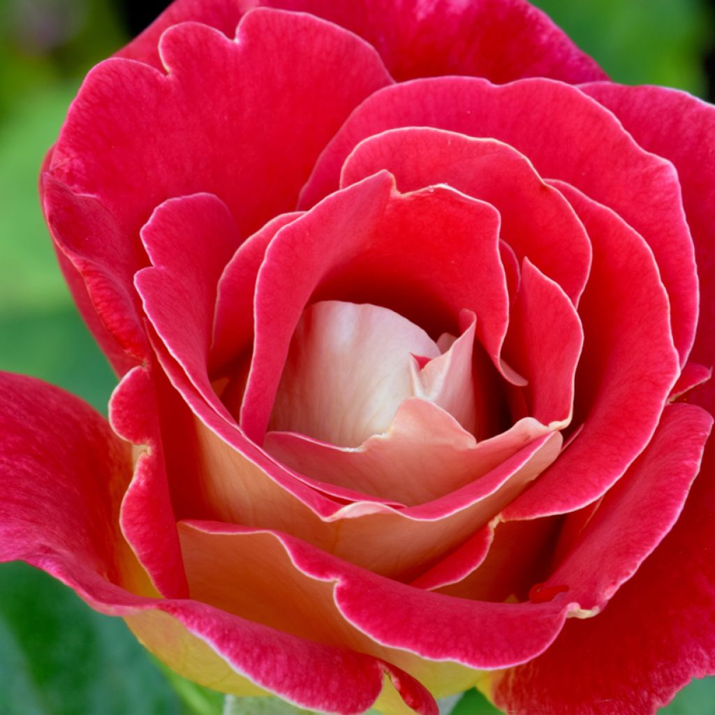 Rosier à grandes fleurs Bicolette