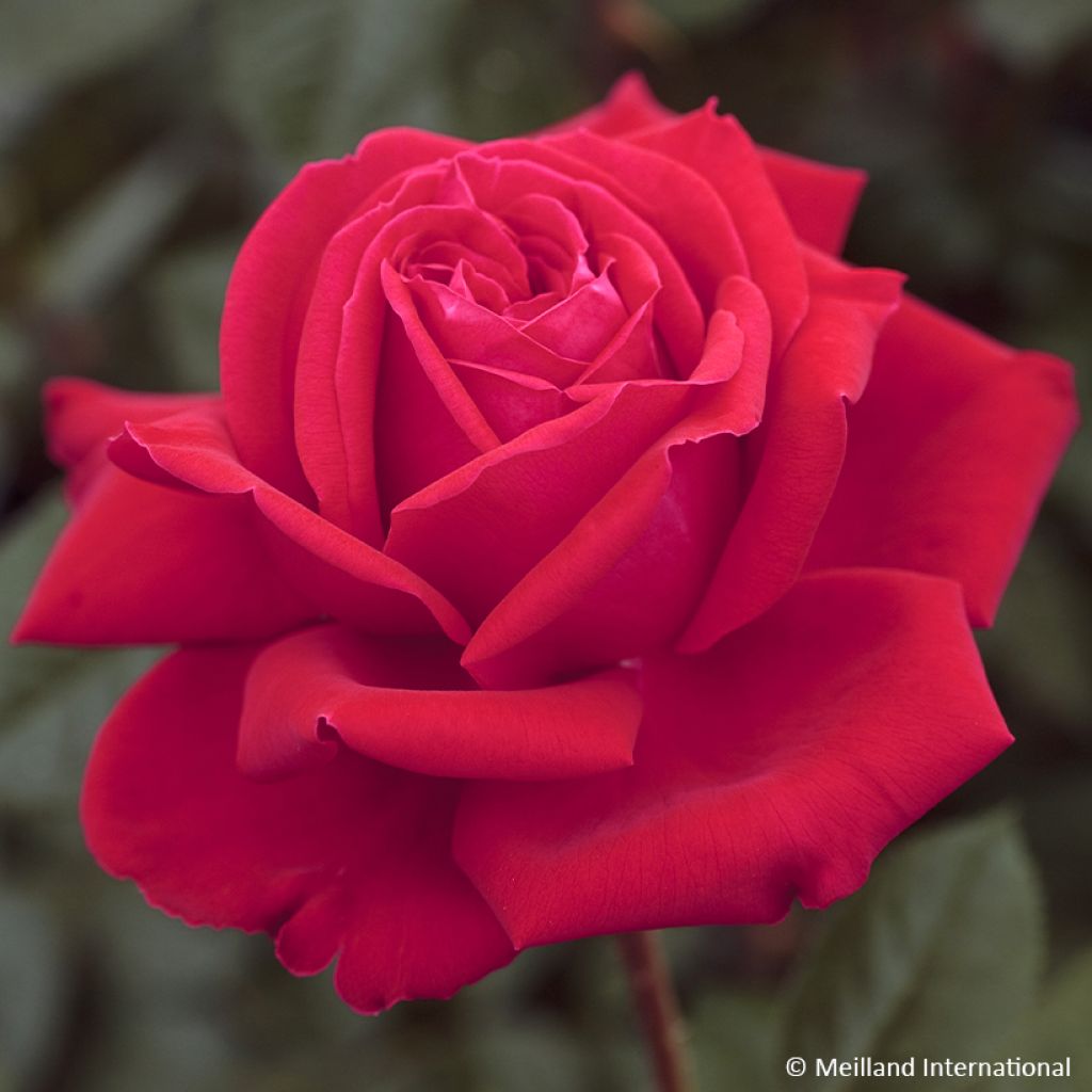 Rosier à grandes fleurs Marylou