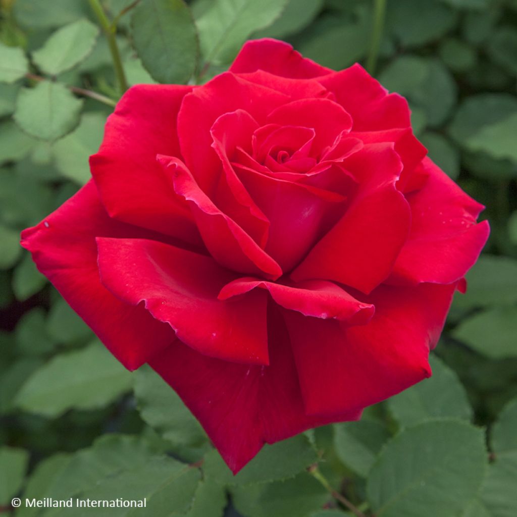 Rosier à grandes fleurs Victor Hugo