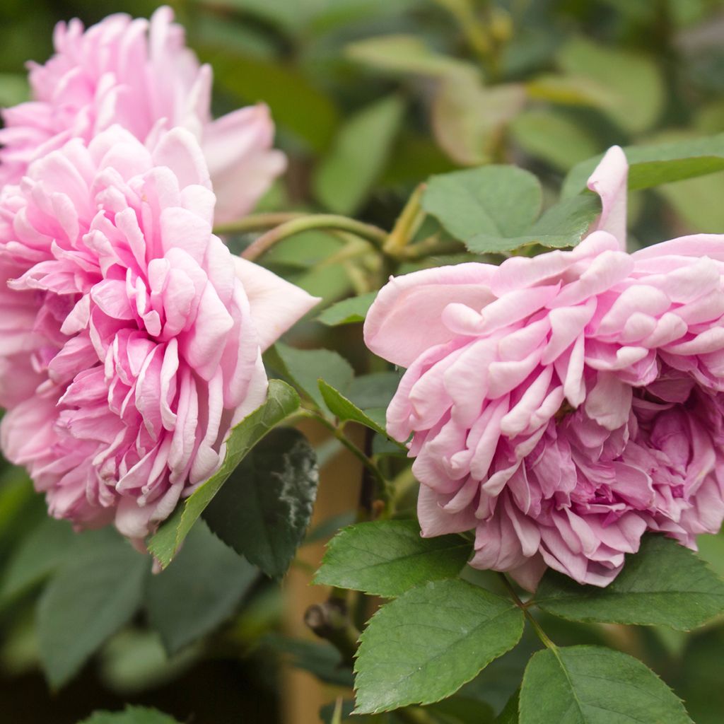 Rosier ancien Centifolia Muscosa