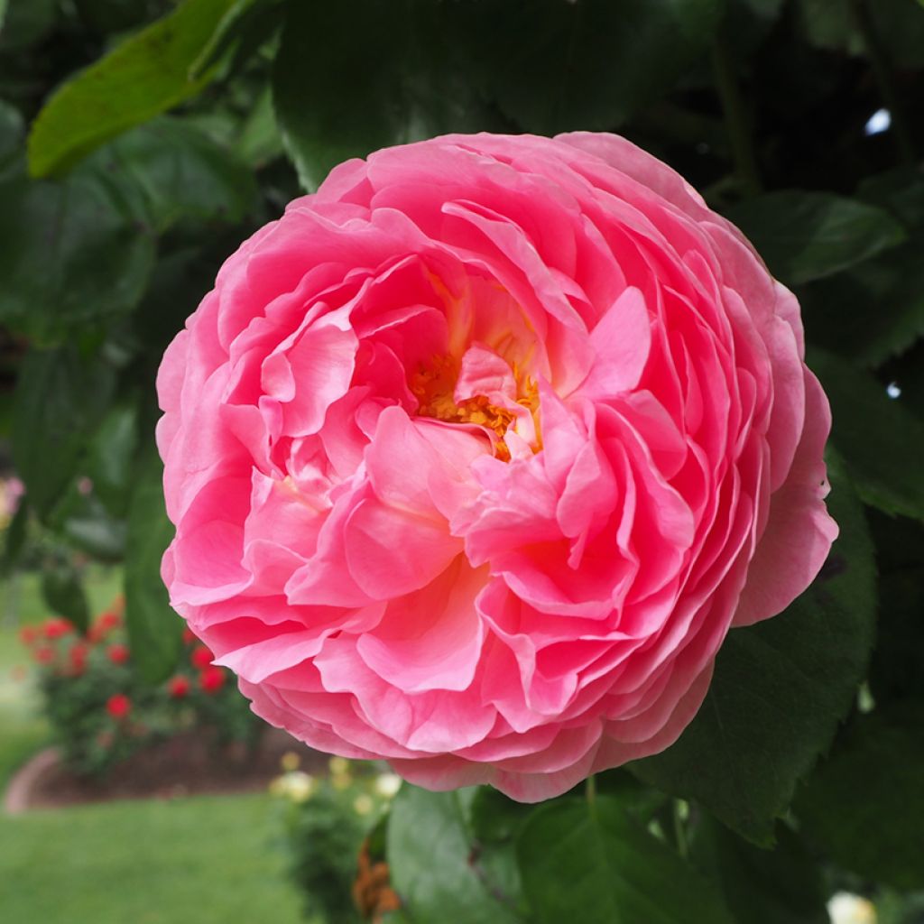 Rosier ancien Fantin Latour