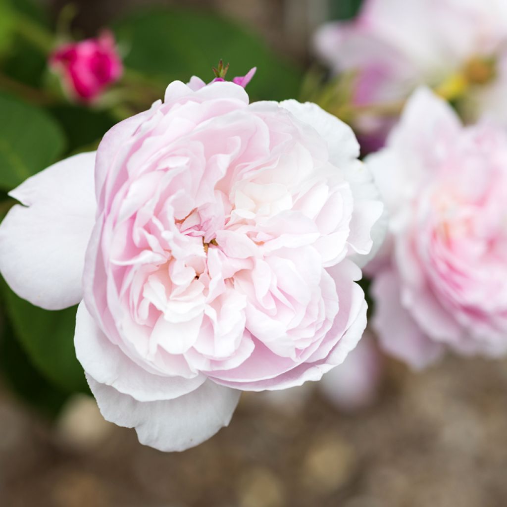 Rosier ancien Fantin Latour