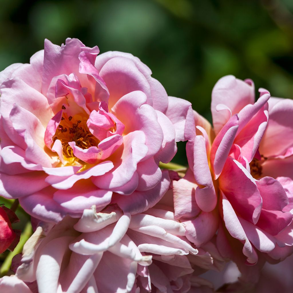 Rosier ancien Felicia