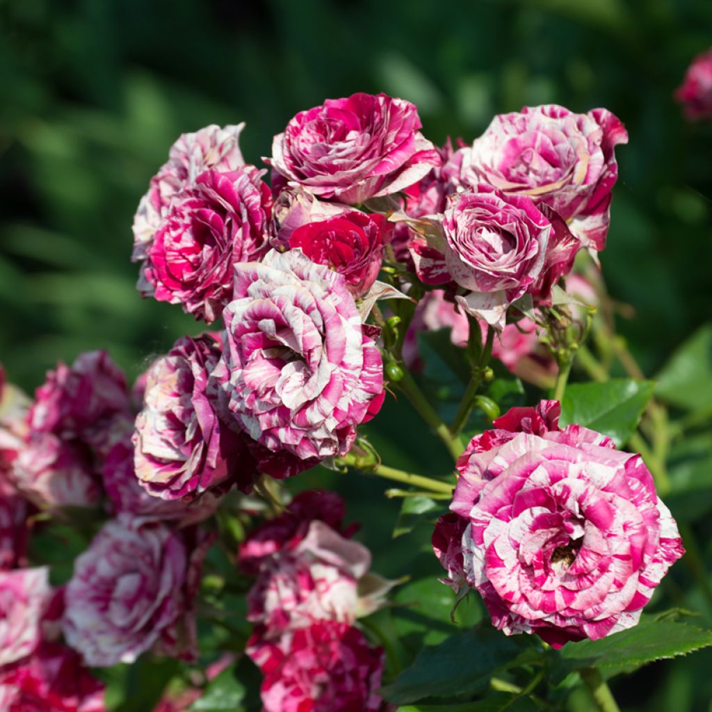 Rosier ancien Ferdinand Pichard