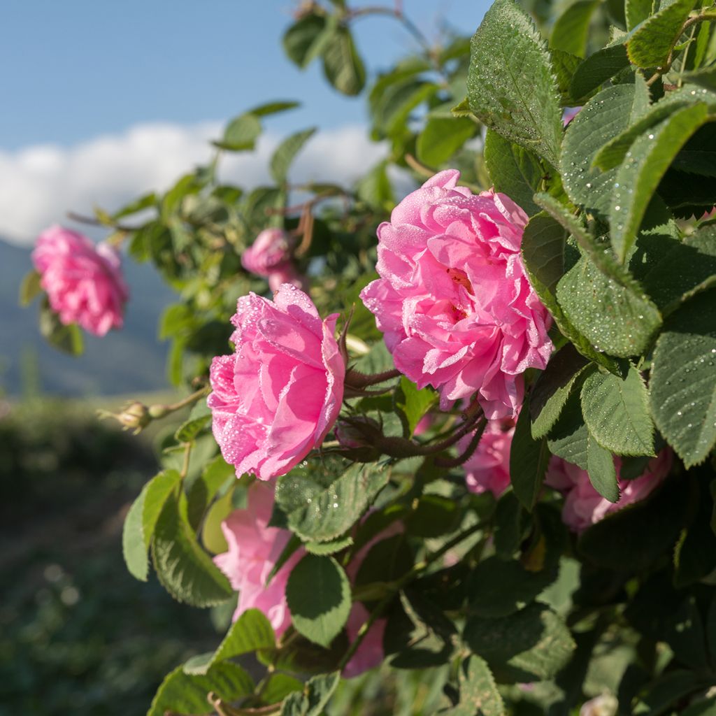 Rosier ancien Kazanlik (Trigintipetala)
