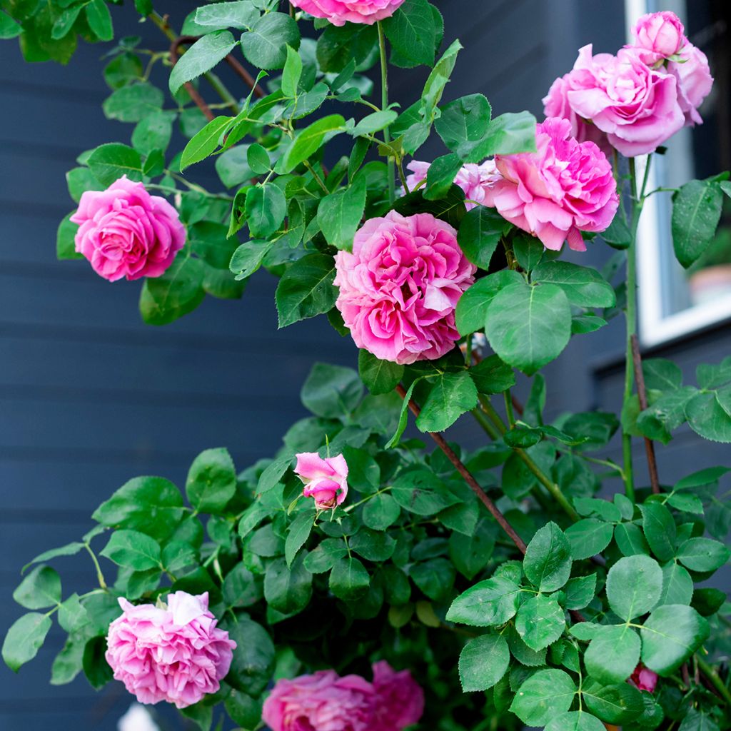 Rosier ancien Paul Neyron