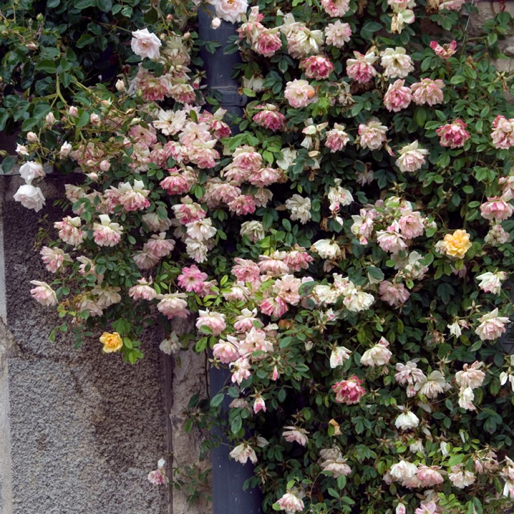 Rosier ancien Phyllis Bide