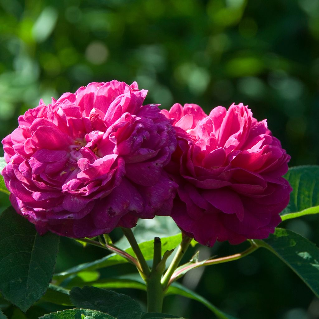 Rosier ancien Rose de Rescht