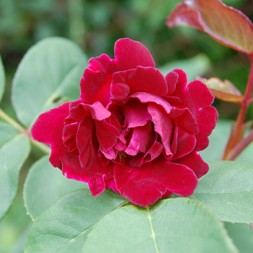 Rosier ancien Souvenir du Dr Jamain