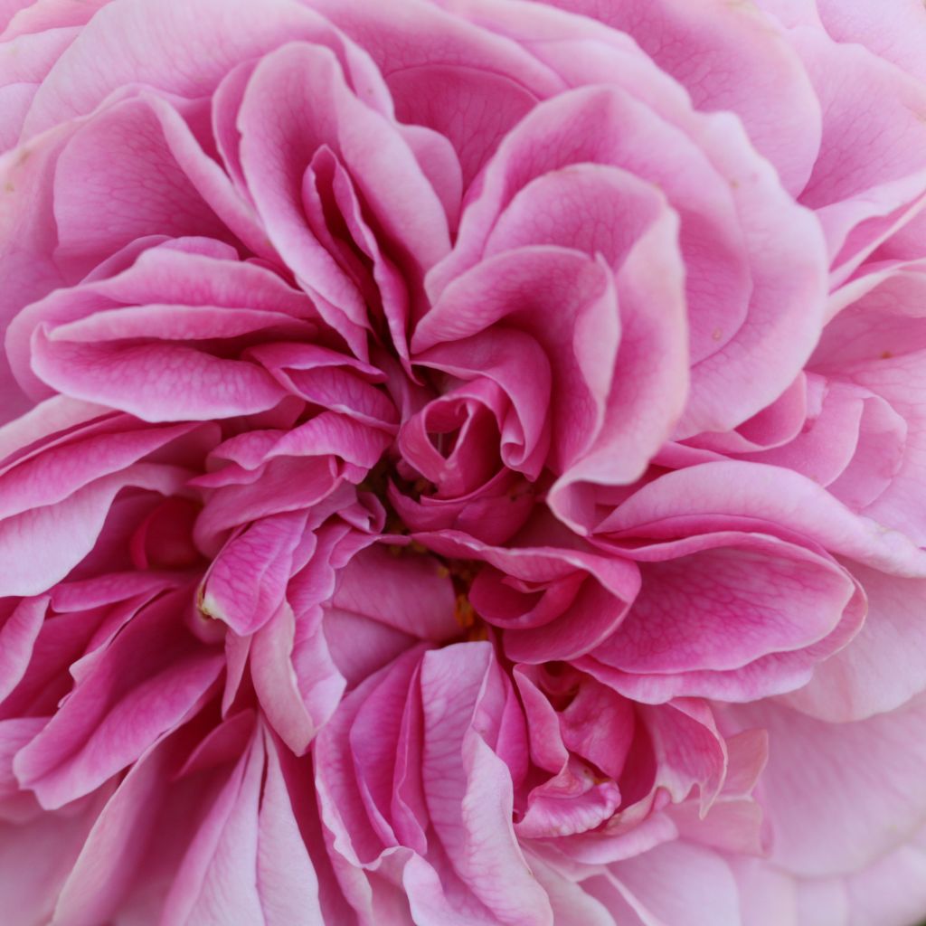 Rosier David Austin Young Lycidas