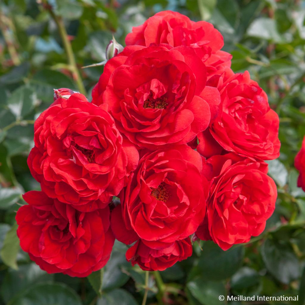 Rosier arbustif Scarlet Bonica