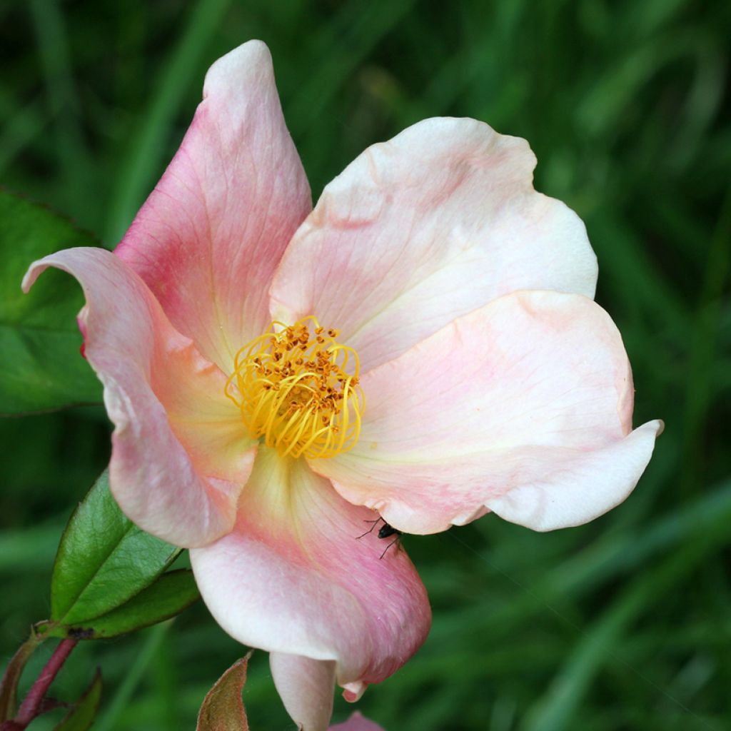 Rosier botanique - Rosa chinensis Mutabilis