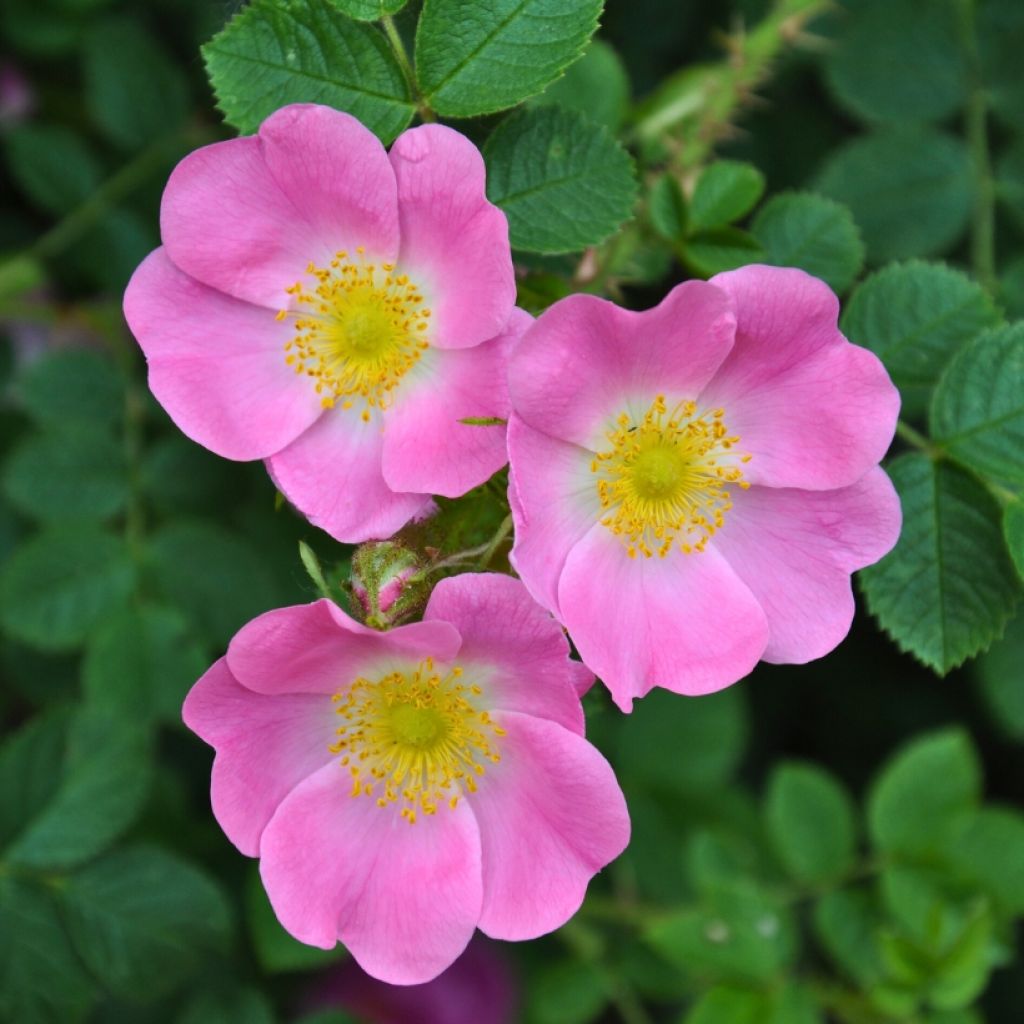 Églantier - Rosa canina
