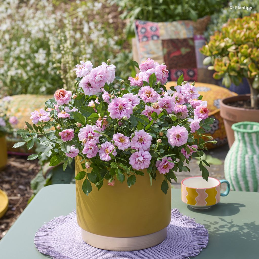 Rosier couvre-sol Amirose