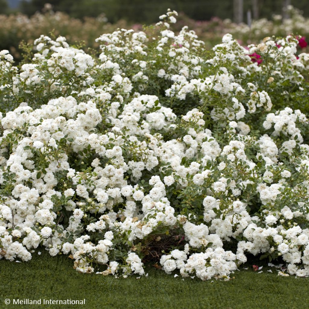 Rosier couvre-sol Icy Drift