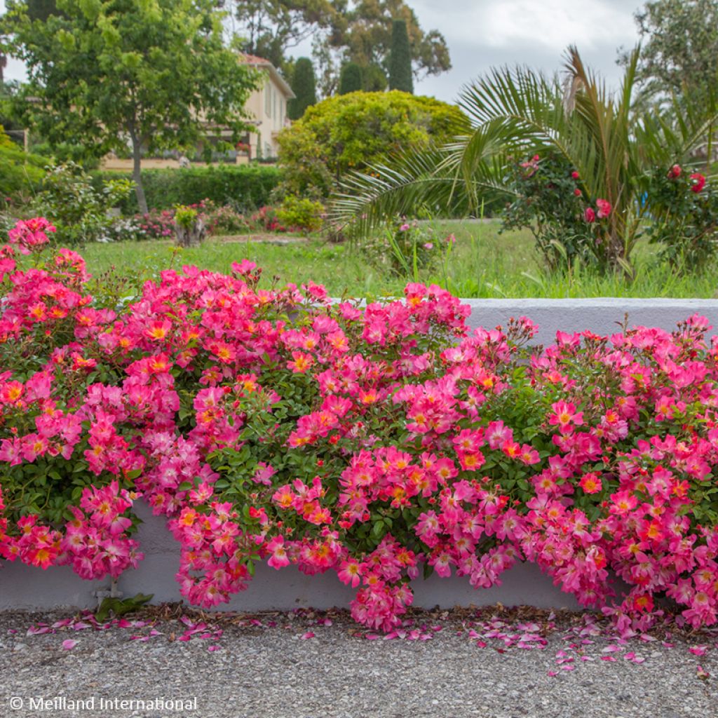 Rosier couvre-sol Pink Drift