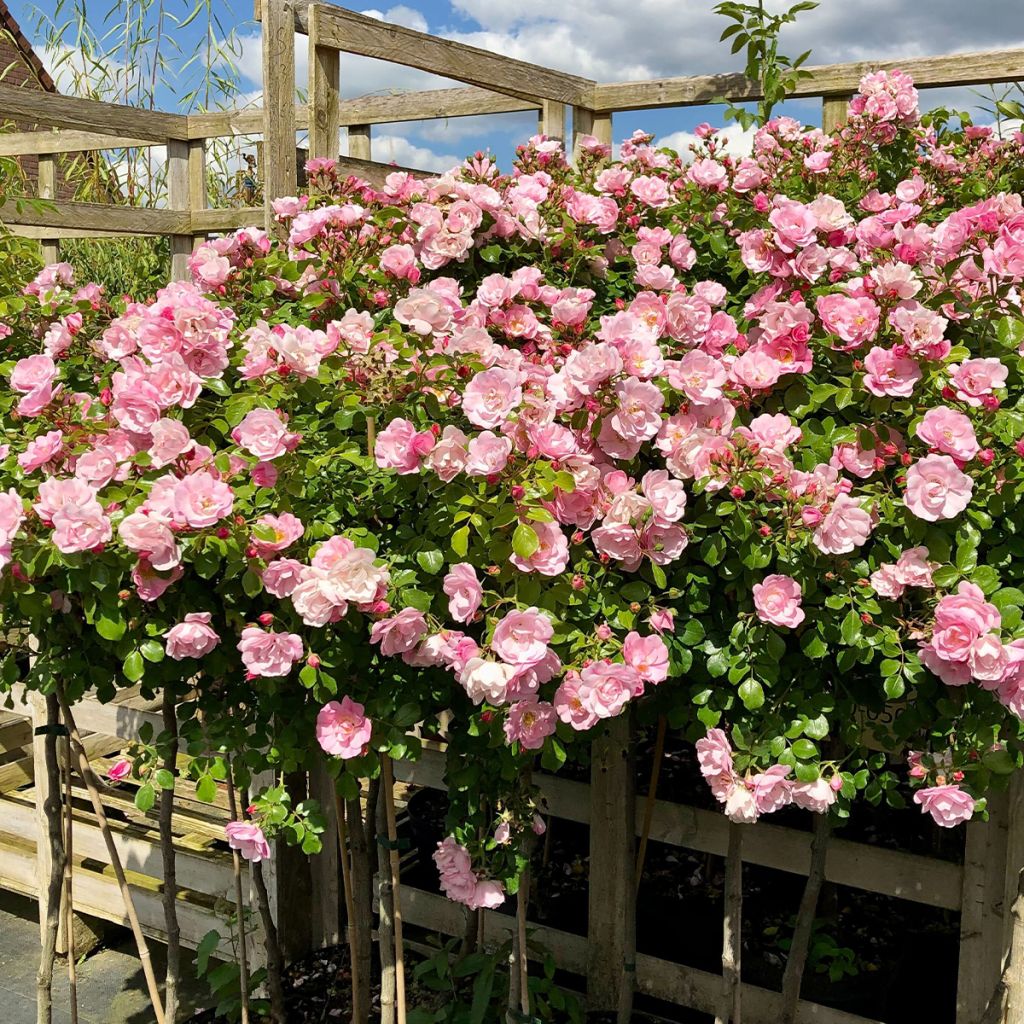 Rosier tige Decorosier Mareva