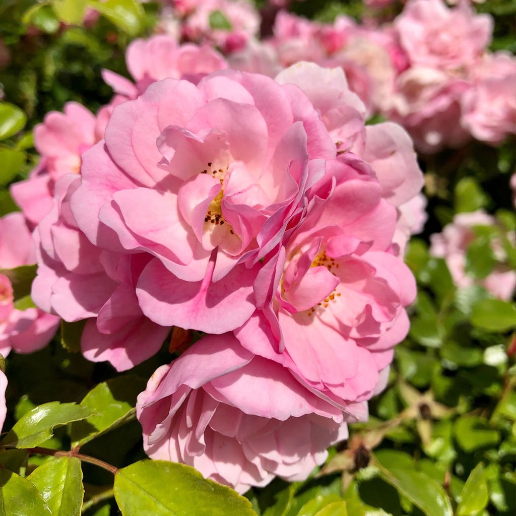 Rosier tige Decorosier Mareva