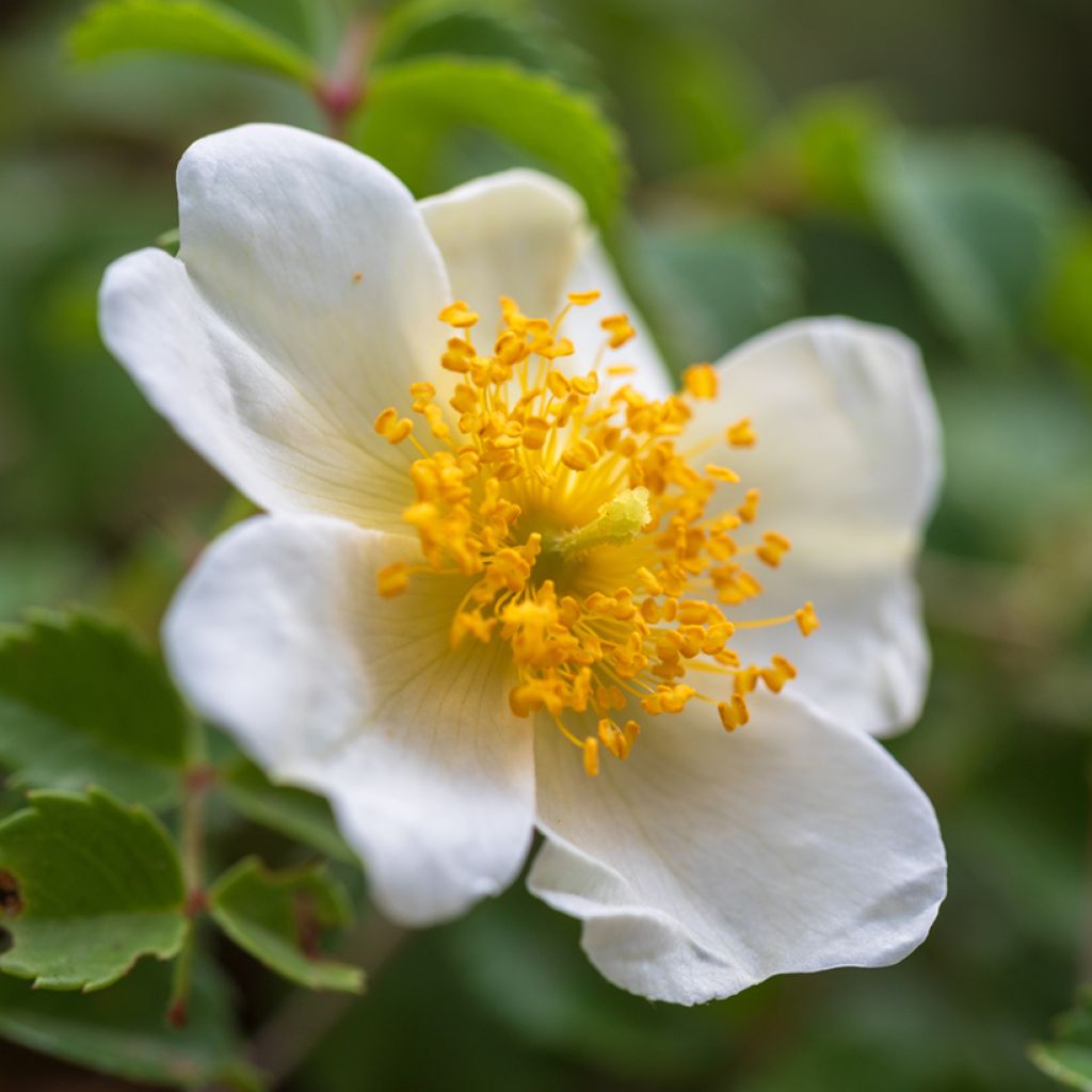 Rosier des champs - Rosa arvensis