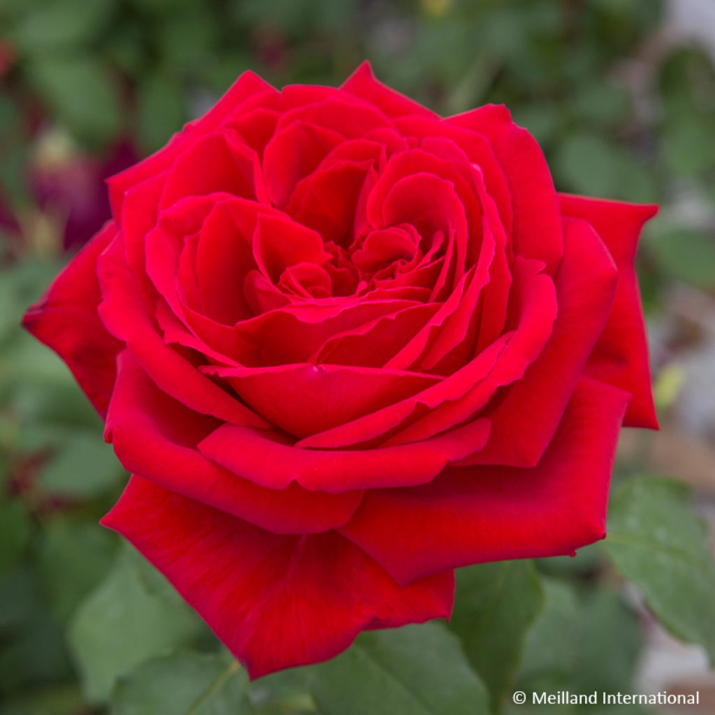 Rosier grimpant Botero