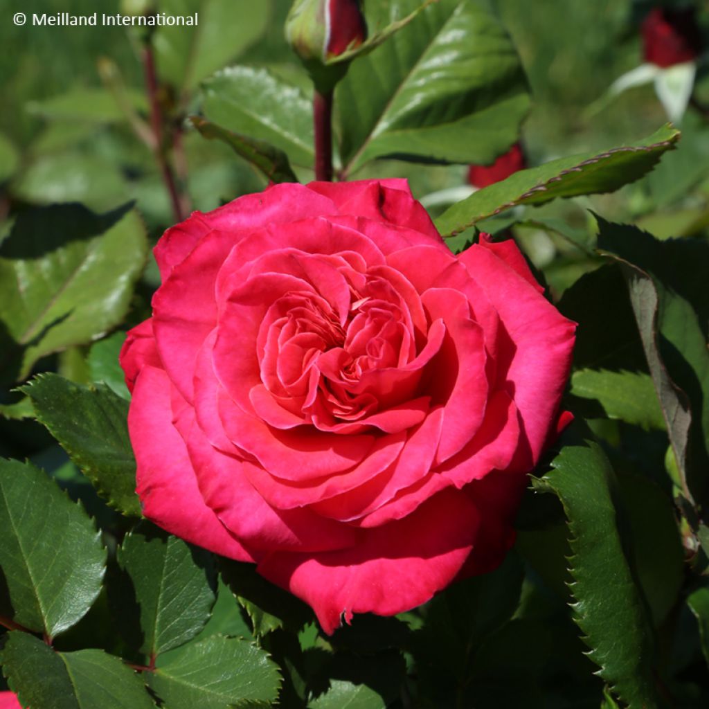 Rosier grimpant Cherry Explosion