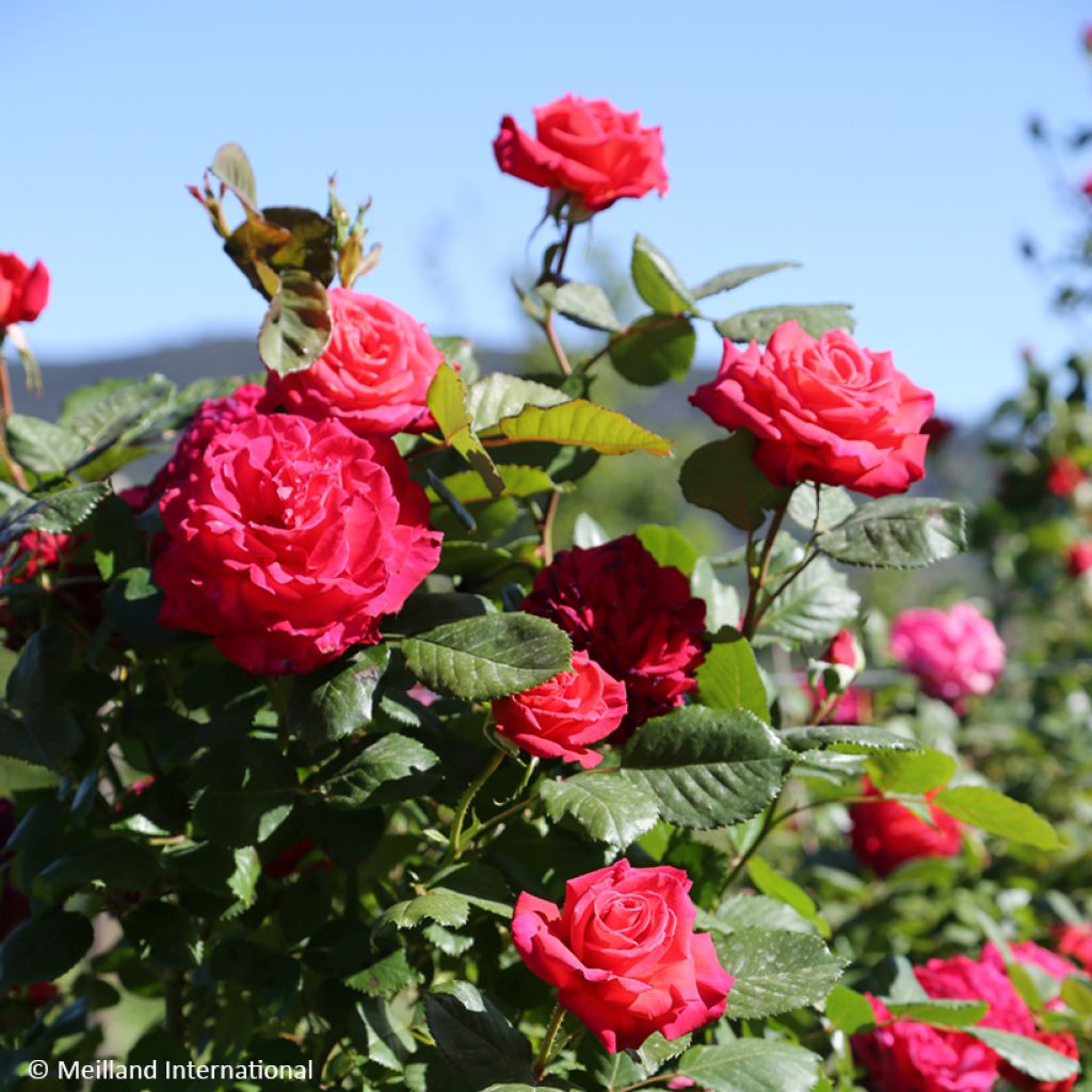 Rosier grimpant Cherry Explosion
