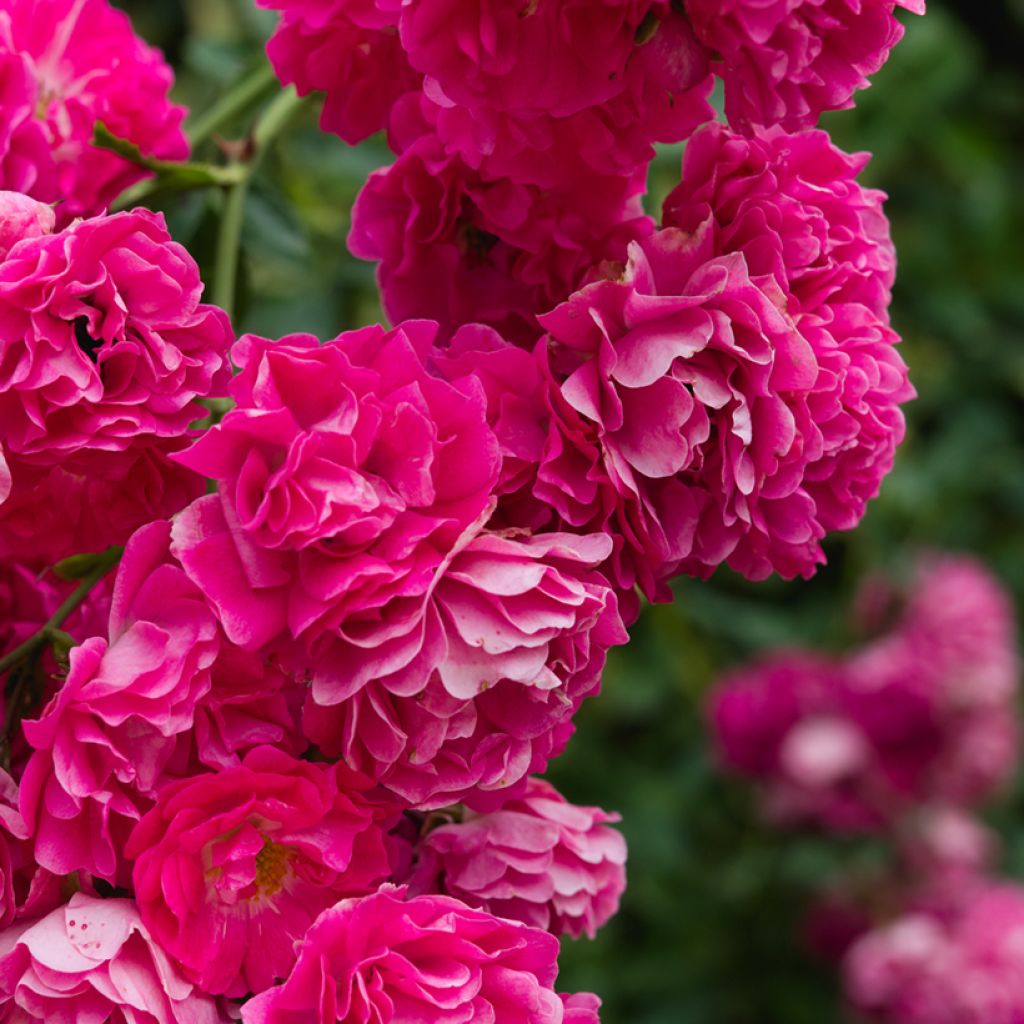 Rosier grimpant Excelsa