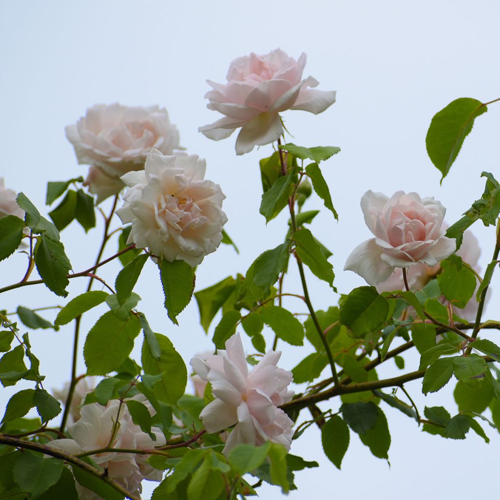 Rosier grimpant Madame Alfred Carrière