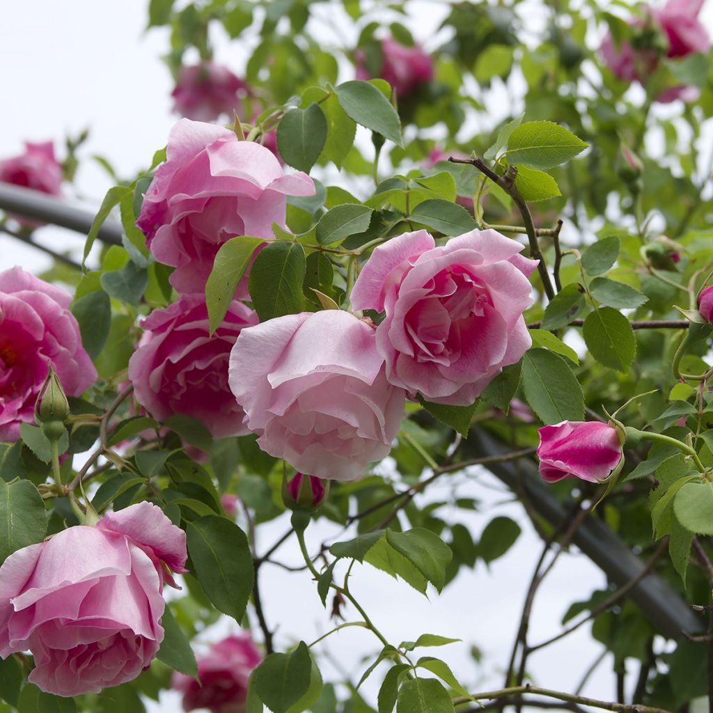 Rosier grimpant Mme Gregoire Staechelin