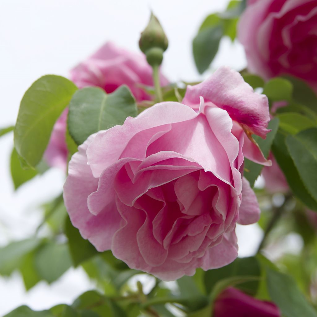 Rosier grimpant Mme Gregoire Staechelin