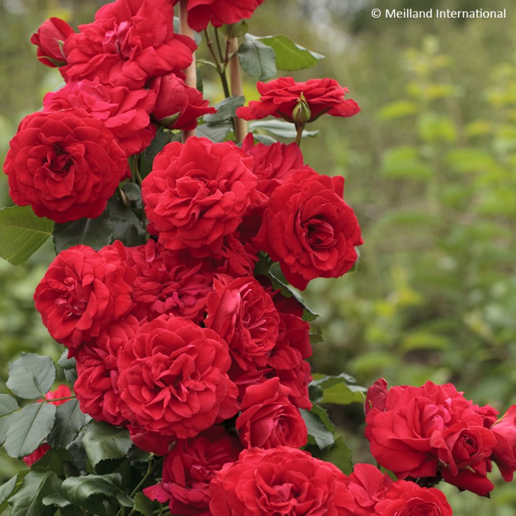 Rosier grimpant Negresco