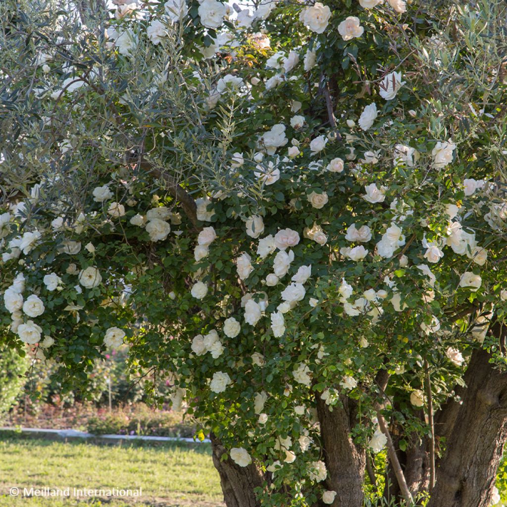 Rosier grimpant liane Jean Honoré Mus