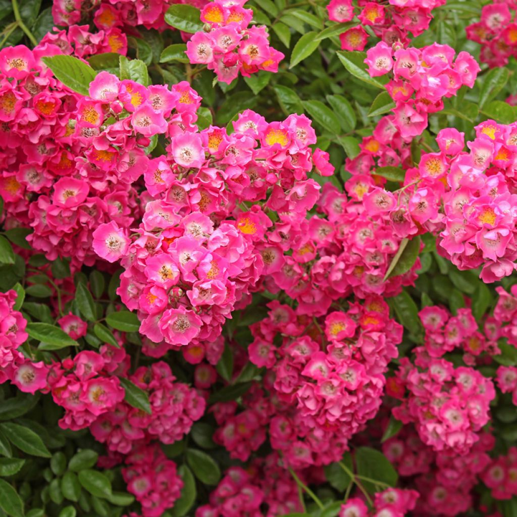 Rosier liane Maria Lisa