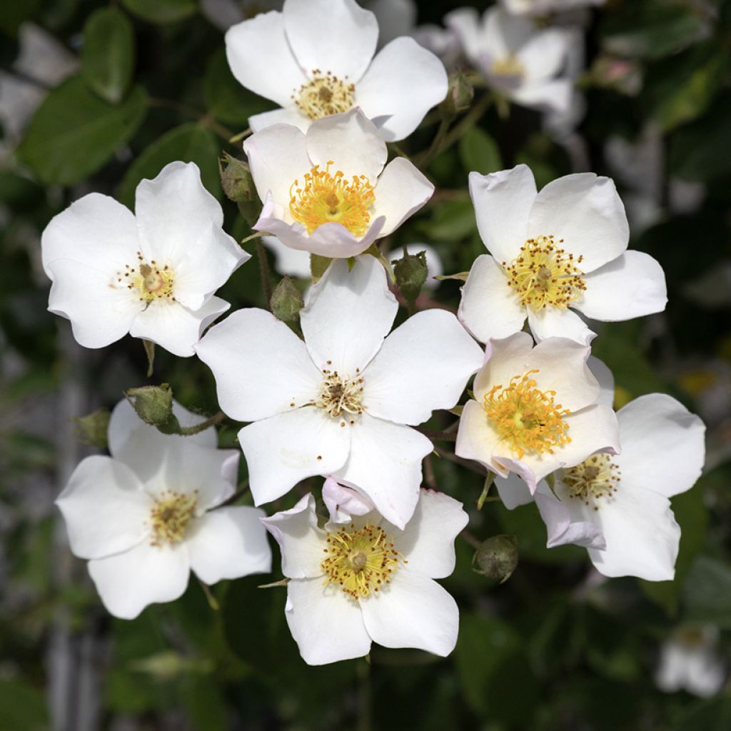 Rosier liane filipes Kiftsgate